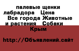 палевые щенки лабрадора › Цена ­ 30 000 - Все города Животные и растения » Собаки   . Крым